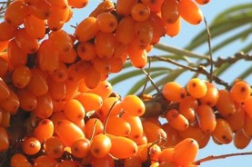 Omega-7 Sea Buckthorn